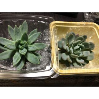 りょう様専用多肉植物　抜き苗セット(その他)