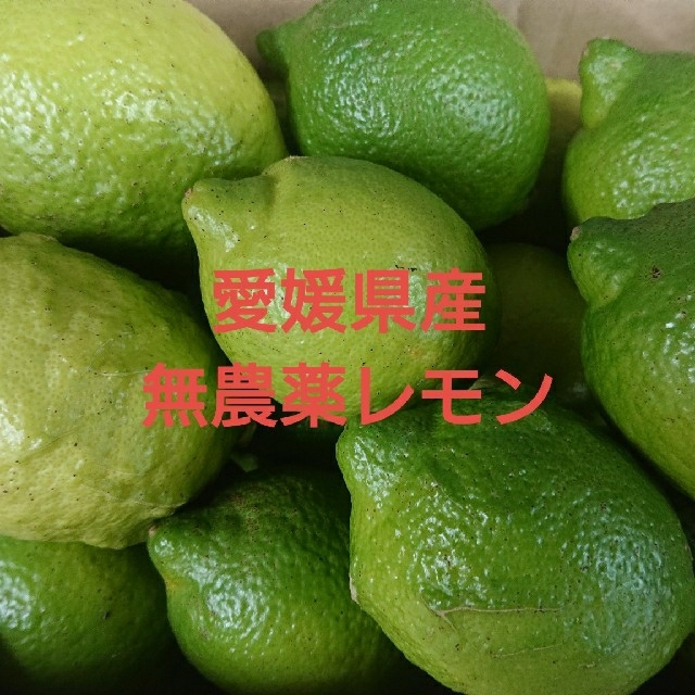 無農薬レモン(3㎏) 食品/飲料/酒の食品(フルーツ)の商品写真