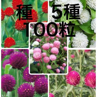 千日紅の種　5種(その他)