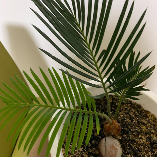 ソテツ実生 観葉植物の通販 By Chiko S Shop ラクマ ソテツ実生 観葉植物の通販 By Chiko S Shop ラクマ