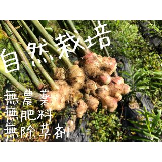 「自然栽培」新生姜コンパクト 約1kg(野菜)