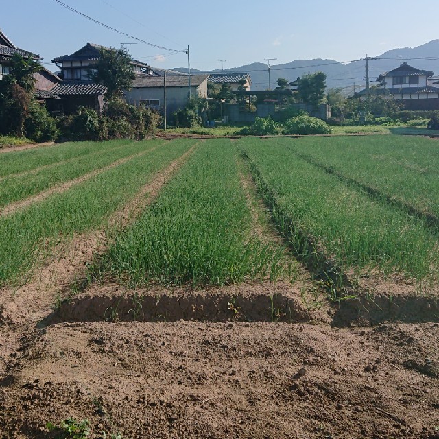 玉ねぎ苗 玉葱苗 (200本) 食品/飲料/酒の食品(野菜)の商品写真