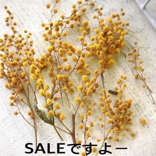 SALEでーーす  ミモザのドライフラワー(ドライフラワー)