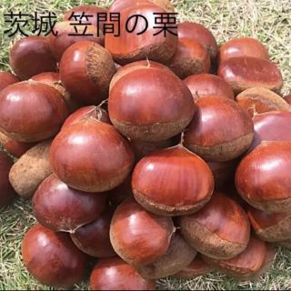 残りわずか！茨城 笠間産 栗(フルーツ)