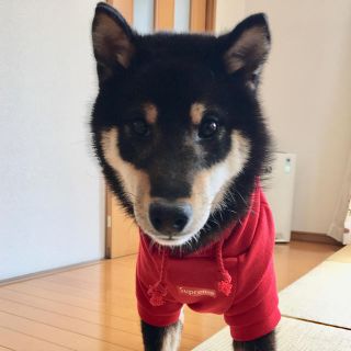 シュプリーム 犬の通販 13点 Supremeのその他を買うならラクマ