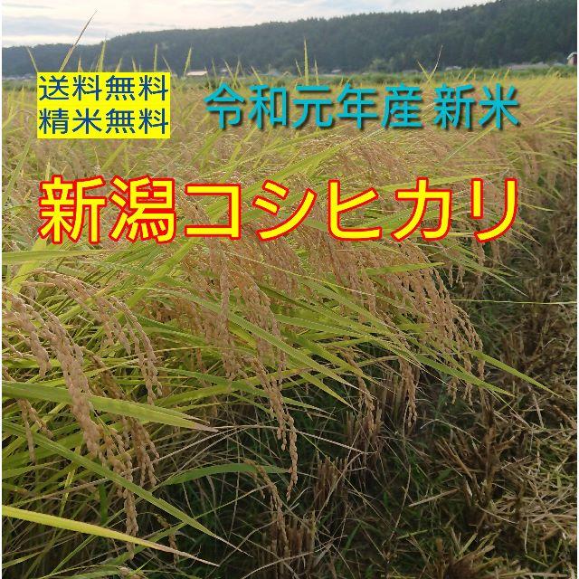 みゆさん専用 新潟県中山間地令和6年産コシヒカリ