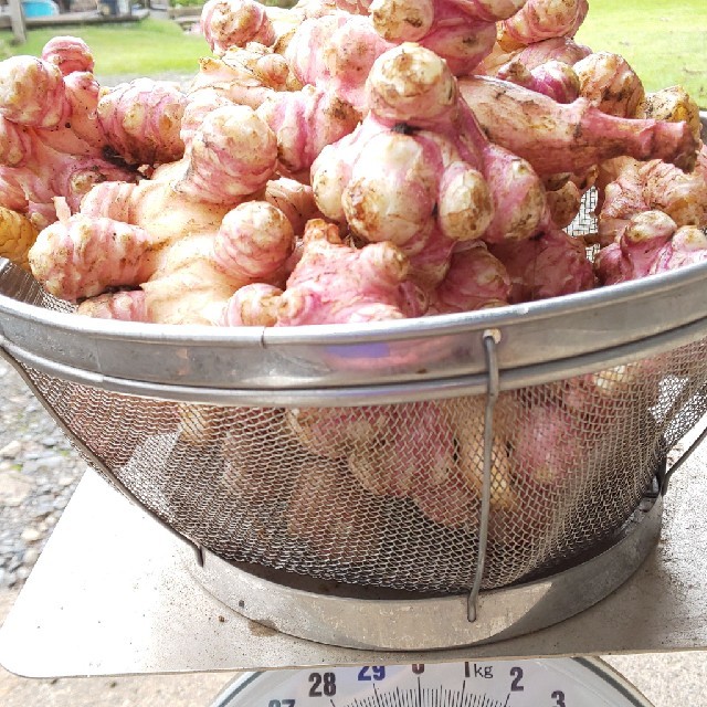 赤菊芋  無農薬 無化成肥料栽培  土付き2kg 食品/飲料/酒の食品(野菜)の商品写真