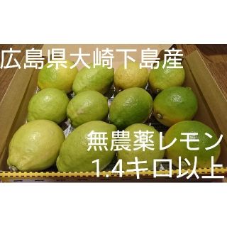 広島県大崎下島産 無農薬レモン1.４キロ(フルーツ)