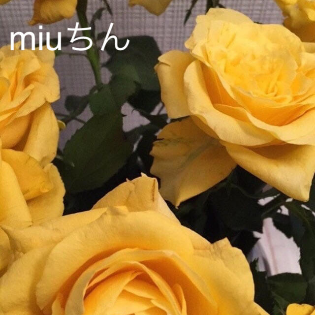 miuちん