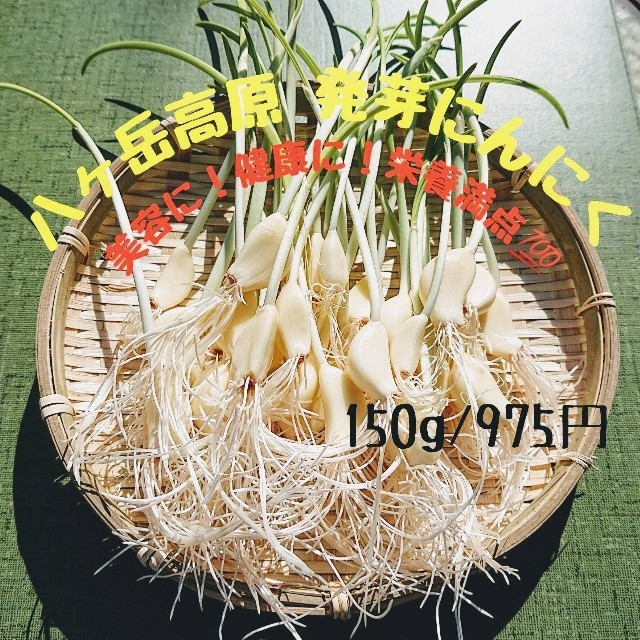 八ヶ岳高原　発芽にんにく　美容　健康　栄養満点　ガン予防　！！　 食品/飲料/酒の食品(野菜)の商品写真