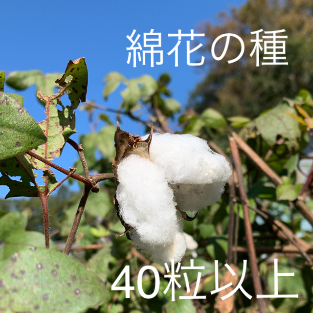 綿花 綿 種 ホワイト 30粒以上  花 ハンドメイドのフラワー/ガーデン(その他)の商品写真