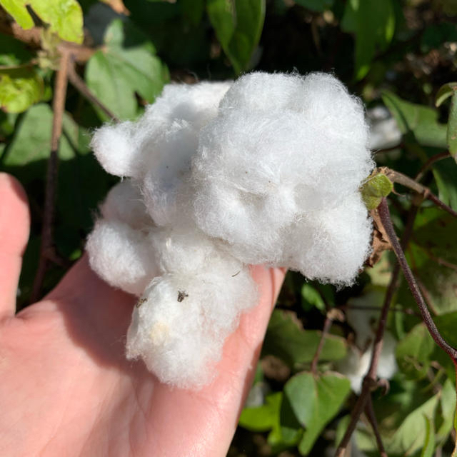 綿花 綿 種 ホワイト 30粒以上  花 ハンドメイドのフラワー/ガーデン(その他)の商品写真