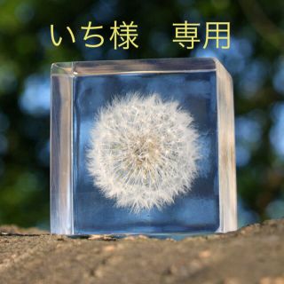 イデー(IDEE)のsola cube タンポポ(置物)