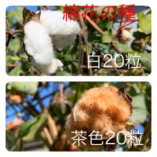 綿花 綿 種 白 茶色 各20粒以上  花(その他)