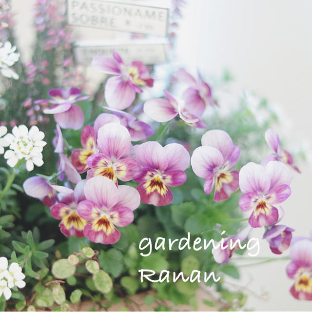 ꫛꫀꪝ✧‧˚お花畑牧場❁⃘*.ﾟイベリス＆ビオラ❁⃘*.ﾟプレゼントにも ハンドメイドのフラワー/ガーデン(プランター)の商品写真