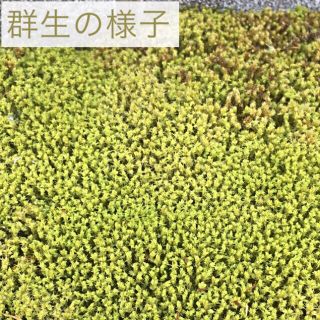 ちき様 ★ 苔 増量‼︎(プランター)