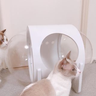 myzoo 宇宙船アルファ　猫ベット　隠れ家(猫)