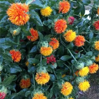 紅花の種 30粒プラスα(ドライフラワー)