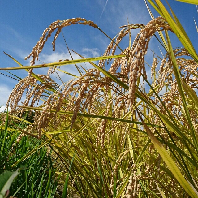 ドラミ様専用 令和元年度産 梨北米 新米 10kg 農家直送 減農薬 食品/飲料/酒の食品(米/穀物)の商品写真