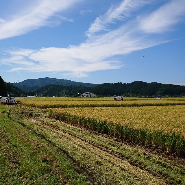 なお様専用令和元年産はえぬき20kg 食品/飲料/酒の食品(米/穀物)の商品写真