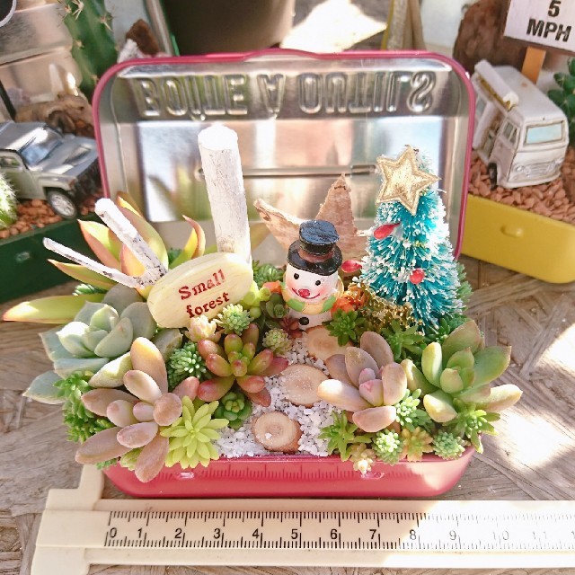 多肉植物  寄せ植え  即購入OK！ ハンドメイドのフラワー/ガーデン(その他)の商品写真