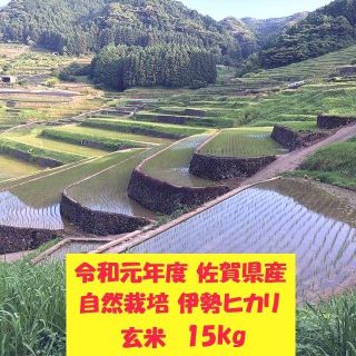 無農薬!自然栽培!農家直送!令和元年度佐賀県産!「伊勢ヒカリ」玄米１５ｋｇ(米/穀物)