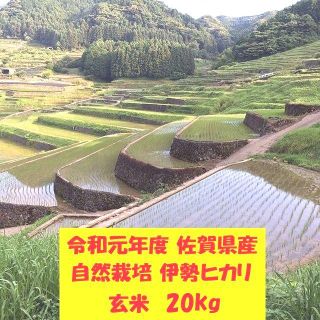 無農薬!自然栽培!農家直送!令和元年度佐賀県産!「伊勢ヒカリ」玄米２０ｋｇ(米/穀物)