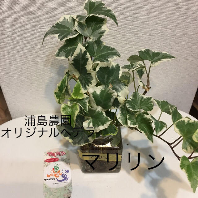 レア 浦島農園へデラ ⑤ マリリン 根付き苗 観葉植物 ハンドメイドのフラワー/ガーデン(その他)の商品写真