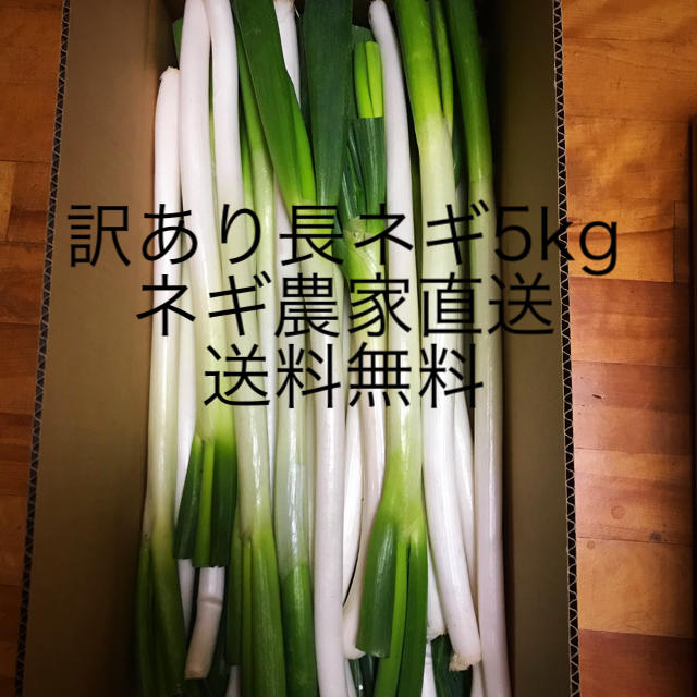 訳あり　長ネギ5kg 食品/飲料/酒の食品(野菜)の商品写真