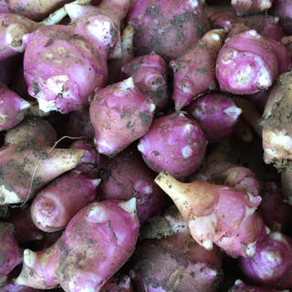 紫キク芋  無農薬 掘り立て  (野菜)