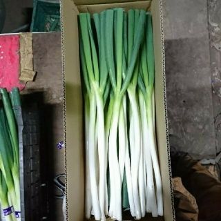 白ネギ４kg(Lｻｲｽﾞ)(野菜)