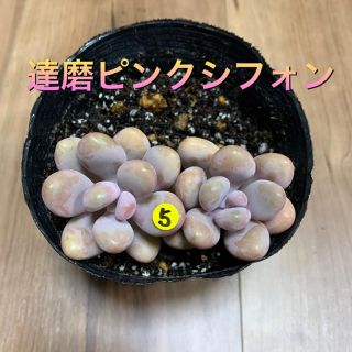 ⭐️nonocomoco様専用⭐️多肉植物⭐️達磨ピンクシフォン⭐️5(プランター)