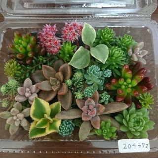 多肉植物 カット苗 204(その他)