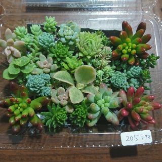 多肉植物 カット苗 205(その他)