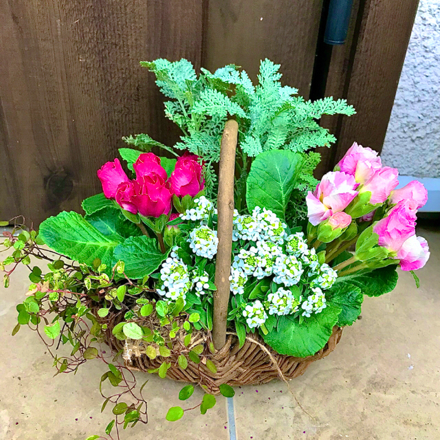 バラ咲きジュリアン バスケット寄せ植え の通販 By 日々と植物 ラクマ