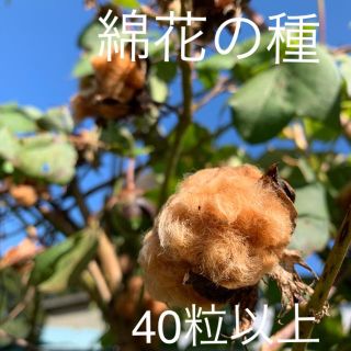 綿花 綿 種 ブラウン 40粒以上 花(その他)