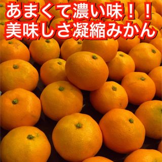 紅まどんな 早生みかん 宇和島産(フルーツ)