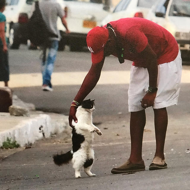 ねこ歩き　岩合光昭 エンタメ/ホビーの本(住まい/暮らし/子育て)の商品写真