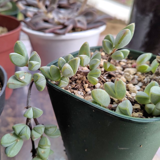 多肉植物◎碧魚連 ハンドメイドのフラワー/ガーデン(その他)の商品写真