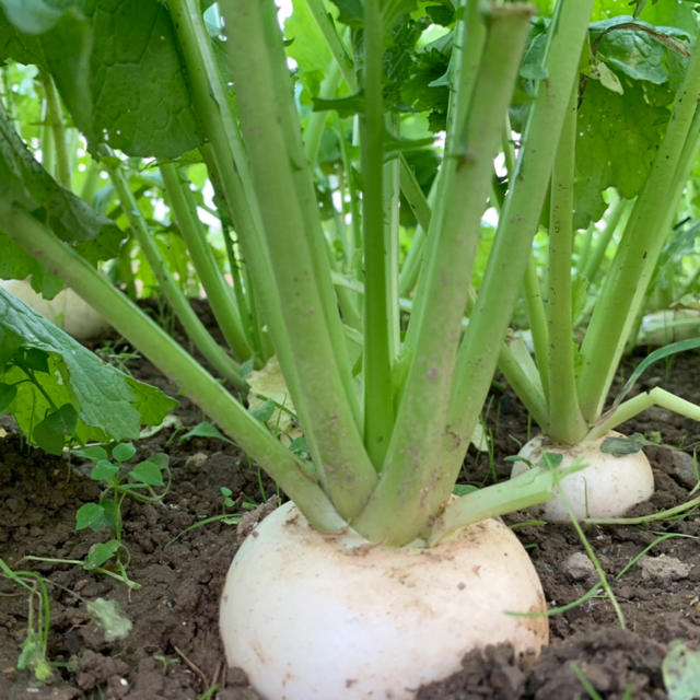 野菜セット！産地直送！！無農薬野菜、減農薬野菜をお届け！！ 食品/飲料/酒の食品(野菜)の商品写真