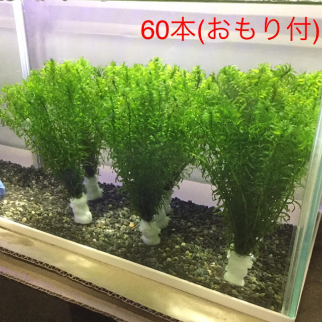 おもり付 コカナダモ アナカリス サイズいろいろ60本セット 水草 無農薬の通販 By しろ S Shop ラクマ おもり付 コカナダモ アナカリス サイズいろいろ60本セット 水草 無農薬の通販 By しろ S Shop ラクマ