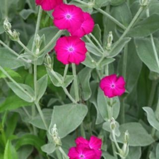 Lychnis chalcedonica 2株　銀葉　酔仙翁　ローズキャビオン(その他)