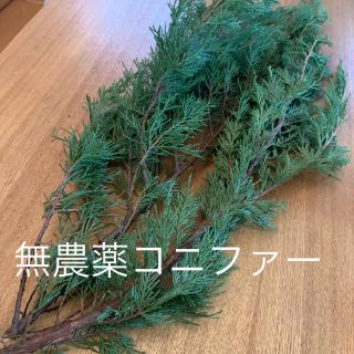 無農薬コニファー枝長め2本セット*ハンドメイド クリスマス リース 無農薬コニファー枝長め2本セット*ハンドメイド クリスマス リース