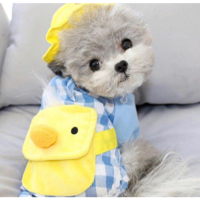 スモック帽子付き　ひよこ　ポケット　犬服　チョック その他のペット用品(犬)の商品写真