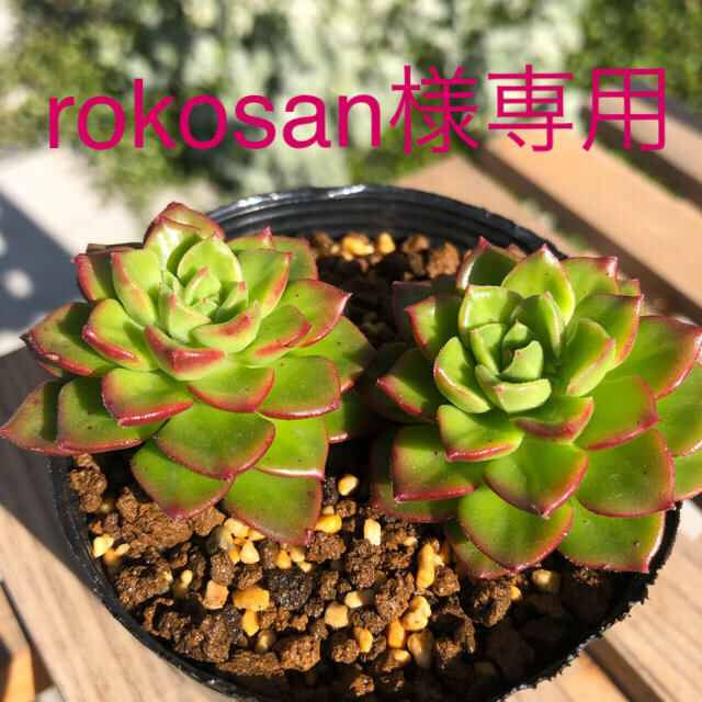 専用 レディシア マッコス 多肉植物の通販 By Kumi S Shop ラクマ 専用 レディシア マッコス 多肉植物の通販 By Kumi S Shop ラクマ