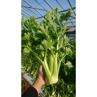 ポンカン様専用(野菜)