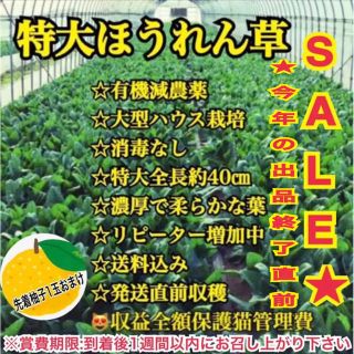 終了目前お早めに！山盛り特大有機ほうれん草2㎏(野菜)