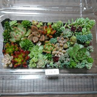 多肉植物カット苗 222(その他)