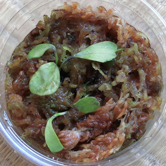 ウトリキュラリア・カリキフィダ (U.calycifida) 食虫植物 ハンドメイドのフラワー/ガーデン(その他)の商品写真