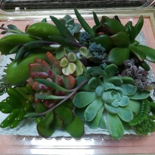 熊童子入りカット苗寄植え用(プランター)